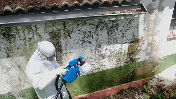 Trusted Mold Remediation service in Portage, PA - Cheap Mold Removal